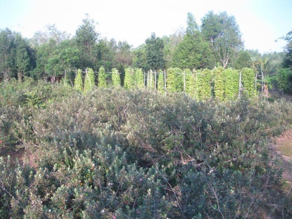 Pepper Farm Phu Quoc Bungalow Ngoại thất bức ảnh
