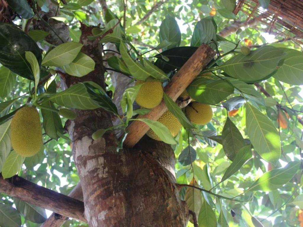 Pepper Farm Phu Quoc Bungalow Ngoại thất bức ảnh