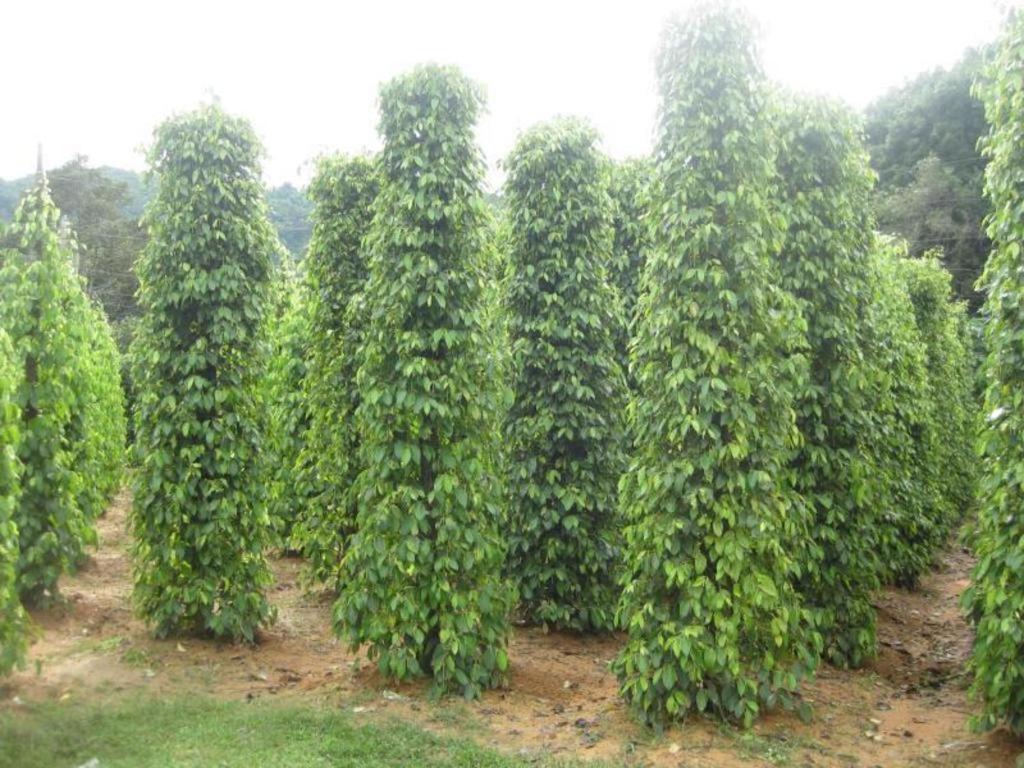 Pepper Farm Phu Quoc Bungalow Ngoại thất bức ảnh